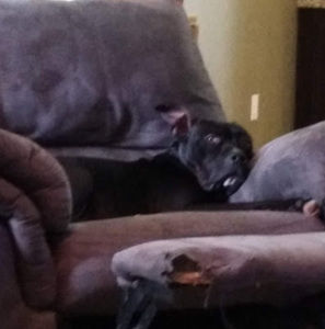 Meet your Posher, Bryston